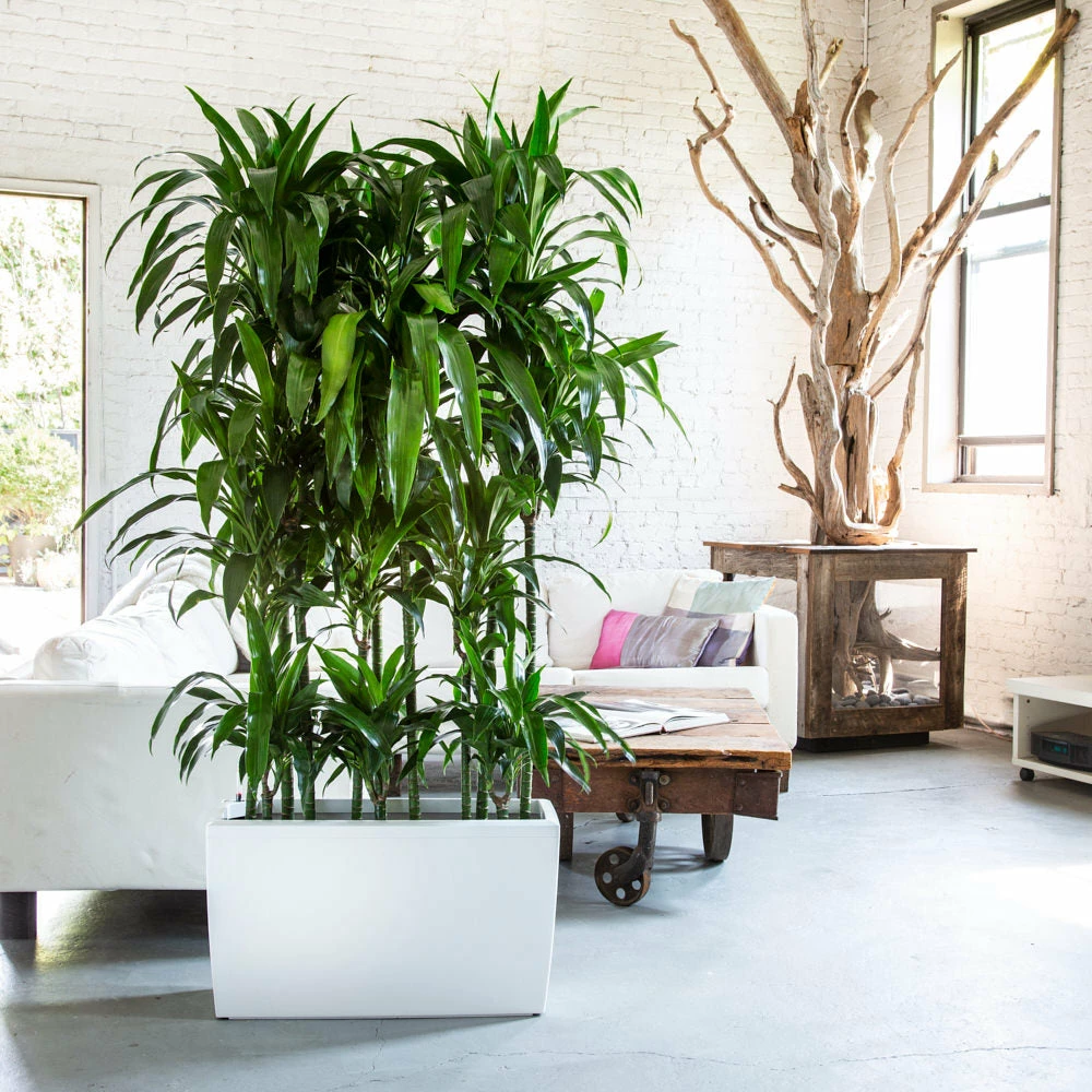 My City Plants Dracaena Lisa Cararo - White Extra Large Plants 5' - 8' 3 My City Plants Dracaena Lisa Cararo - White Extra Large Plants 5' - 8'