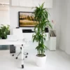 My City Plants Dracaena Lisa Classico - White