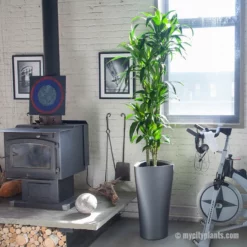 My City Plants Dracaena Lisa Delta - Charcoal Metallic Extra Large Plants 5' - 8'