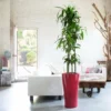 My City Plants Extra Large Plants 5' - 8' Dracaena Lisa Delta - Red