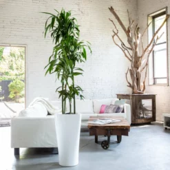 My City Plants Dracaena Lisa Delta - White