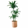 My City Plants Extra Large Plants 5' - 8' Dracaena Lisa Trendcover 32 - Dark Cork