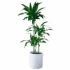 My City Plants Dracaena Lisa Trendcover 32 - Light Gray Extra Large Plants 5' - 8'