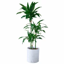 My City Plants Dracaena Lisa Trendcover 32 - Light Gray Extra Large Plants 5' - 8'