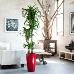 My City Plants Extra Large Plants 5' - 8' Dracaena Lisa Rondo - Red