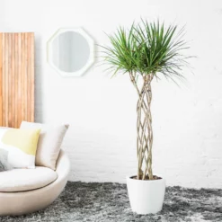 My City Plants Large Plants 3' - 5' Dracaena Marginata Open Weave Braid Classico - White