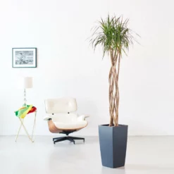 My City Plants Dracaena Marginata Open Weave Braid Cubico Slate