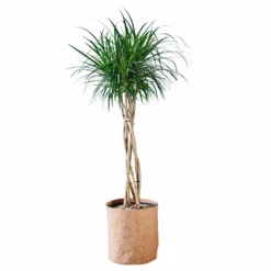 My City Plants Large Plants 3' - 5' Dracaena Marginata Open Weave Braid Trendcover 32 - Dark Cork