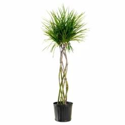 My City Plants Large Plants 3' - 5' Dracaena Marginata Open Weave Braid In 10" Nursery Pot