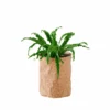 My City Plants Medium/Small Plants 1' - 2' Bird's Nest Fern Trendcover 23 - Dark Cork 2 My City Plants Medium/Small Plants 1' - 2' Bird's Nest Fern Trendcover 23 - Dark Cork