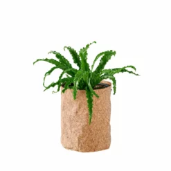 My City Plants Medium/Small Plants 1' - 2' Bird's Nest Fern Trendcover 23 - Dark Cork