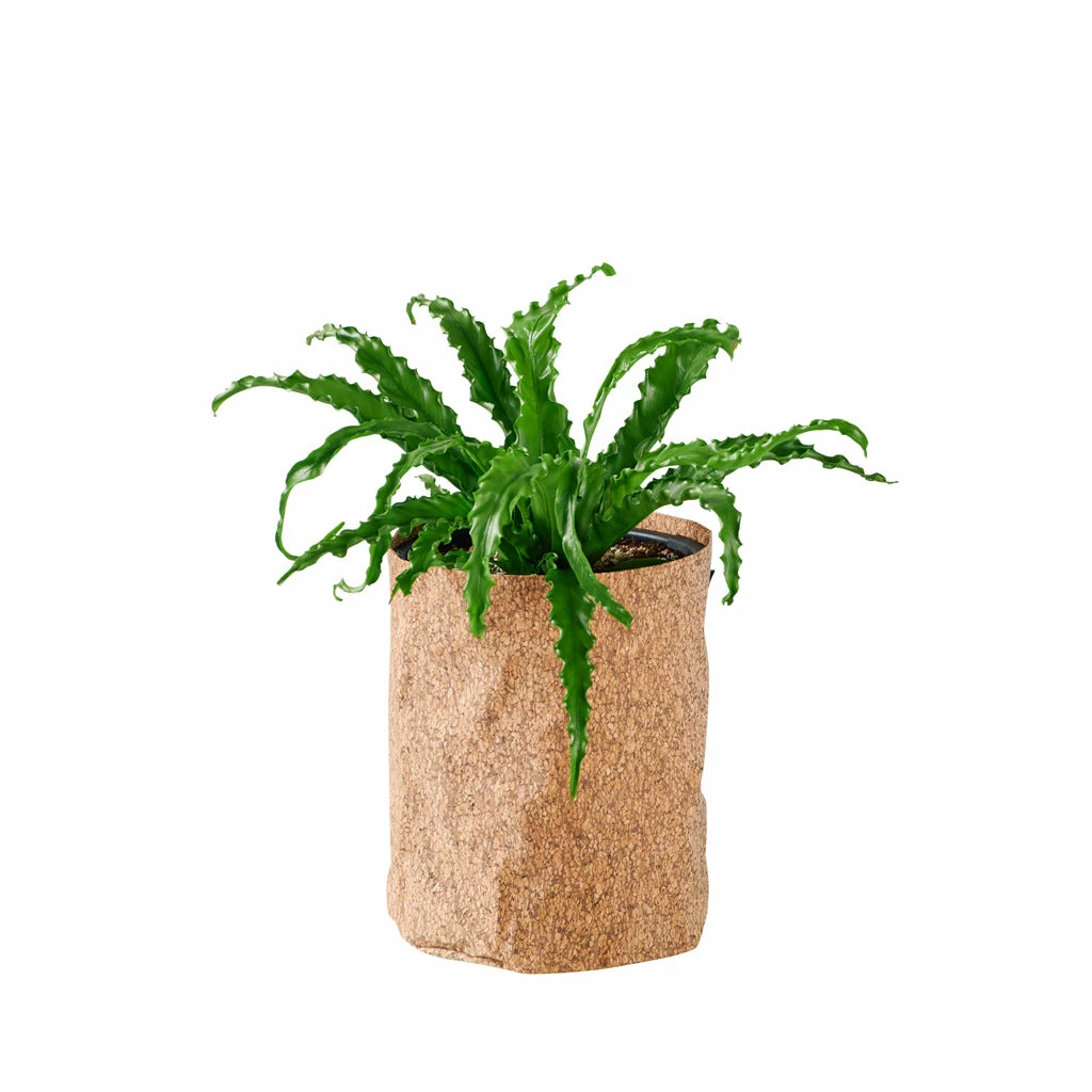 My City Plants Medium/Small Plants 1' - 2' Bird's Nest Fern Trendcover 23 - Dark Cork 3 My City Plants Medium/Small Plants 1' - 2' Bird's Nest Fern Trendcover 23 - Dark Cork