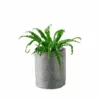 My City Plants Bird's Nest Fern Trendcover 23 - Dark Gray Medium/Small Plants 1' - 2' 2 My City Plants Bird's Nest Fern Trendcover 23 - Dark Gray Medium/Small Plants 1' - 2'