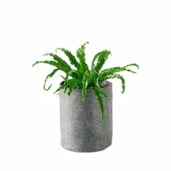 My City Plants Bird's Nest Fern Trendcover 23 - Dark Gray Medium/Small Plants 1' - 2'