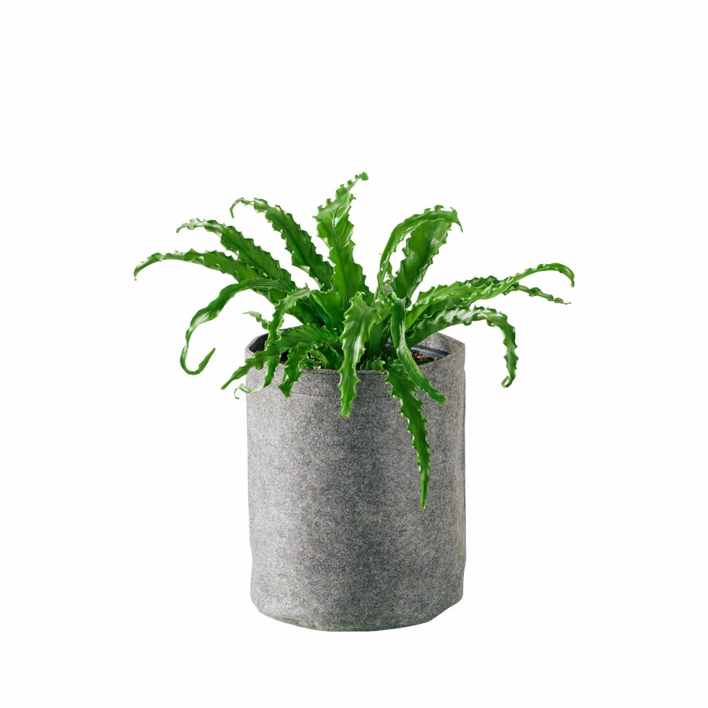 My City Plants Bird's Nest Fern Trendcover 23 - Dark Gray Medium/Small Plants 1' - 2' 3 My City Plants Bird's Nest Fern Trendcover 23 - Dark Gray Medium/Small Plants 1' - 2'
