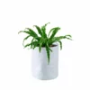 My City Plants Bird's Nest Fern Trendcover 23 - Light Gray 1 My City Plants Bird's Nest Fern Trendcover 23 - Light Gray