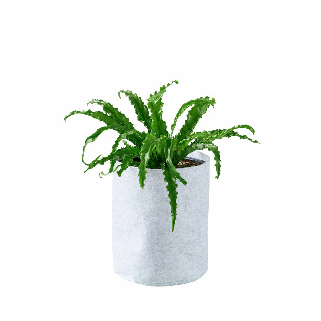 My City Plants Bird's Nest Fern Trendcover 23 - Light Gray 3 My City Plants Bird's Nest Fern Trendcover 23 - Light Gray