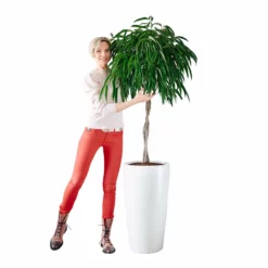 My City Plants Ficus Alli Rondo 40 - White