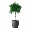 My City Plants Ficus Alli Classico 50 - Charcoal Metallic 2 My City Plants Ficus Alli Classico 50 - Charcoal Metallic