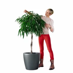 My City Plants Ficus Alli Classico 50 - Charcoal Metallic