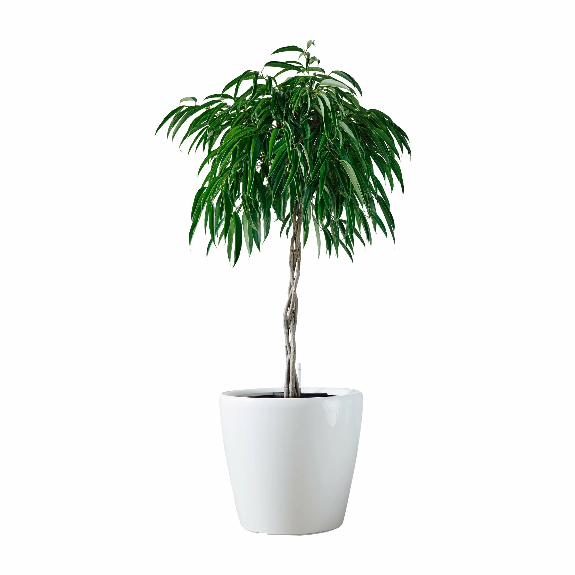 My City Plants Ficus Alli Classico 50 - White Extra Large Plants 5' - 8' 4 My City Plants Ficus Alli Classico 50 - White Extra Large Plants 5' - 8'