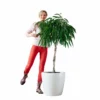 My City Plants Ficus Alli Classico 50 - White Extra Large Plants 5' - 8' 2 My City Plants Ficus Alli Classico 50 - White Extra Large Plants 5' - 8'