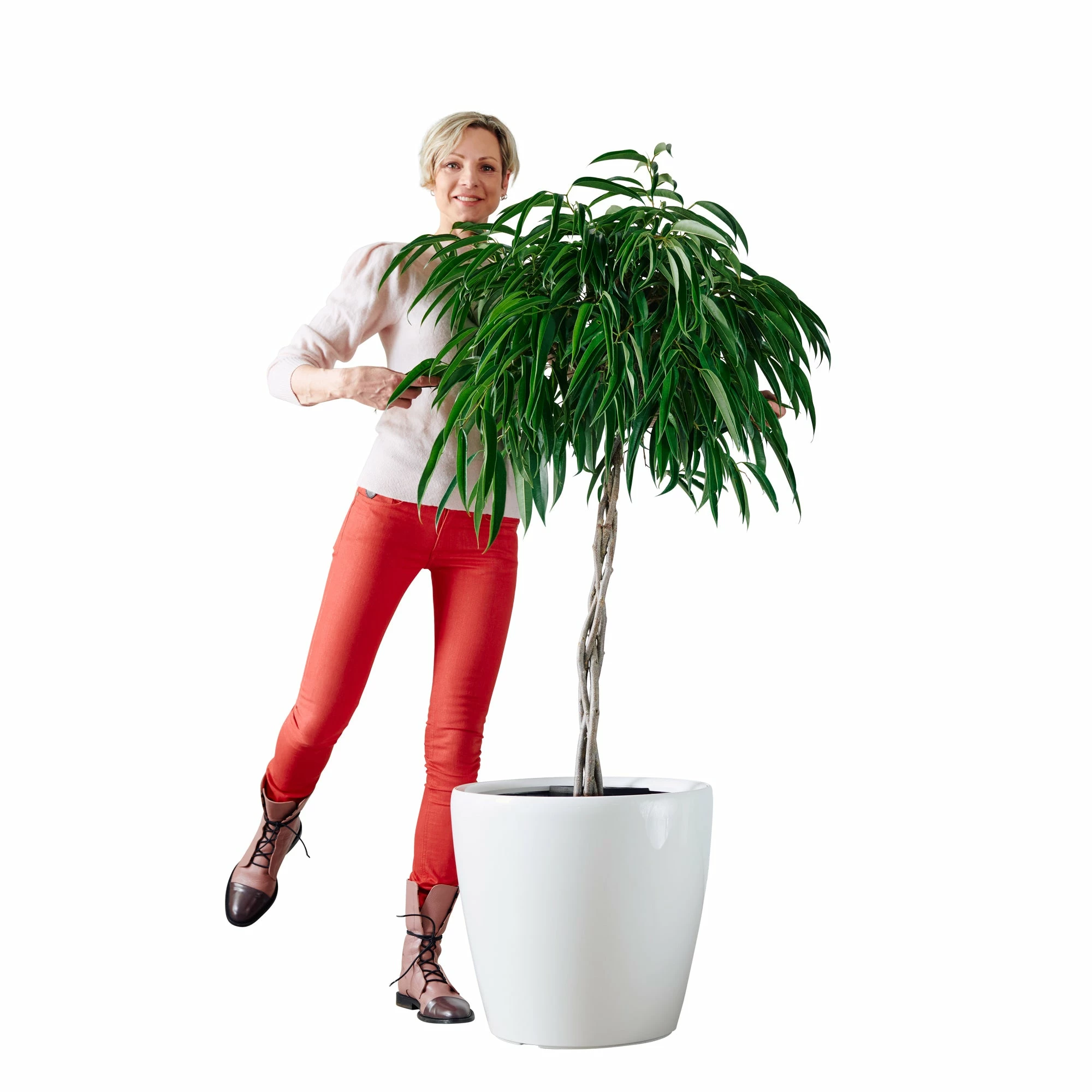 My City Plants Ficus Alli Classico 50 - White Extra Large Plants 5' - 8' 3 My City Plants Ficus Alli Classico 50 - White Extra Large Plants 5' - 8'