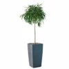 My City Plants Ficus Alli Cubico 40 - Charcoal Metallic Extra Large Plants 5' - 8' 1 My City Plants Ficus Alli Cubico 40 - Charcoal Metallic Extra Large Plants 5' - 8'