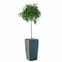 My City Plants Ficus Alli Cubico 40 - Charcoal Metallic Extra Large Plants 5' - 8'