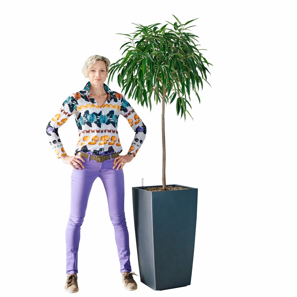 My City Plants Ficus Alli Cubico 40 - Charcoal Metallic Extra Large Plants 5' - 8' 4 My City Plants Ficus Alli Cubico 40 - Charcoal Metallic Extra Large Plants 5' - 8'