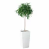 My City Plants Ficus Alli Cubico 40 - White