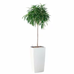 My City Plants Ficus Alli Cubico 40 - White