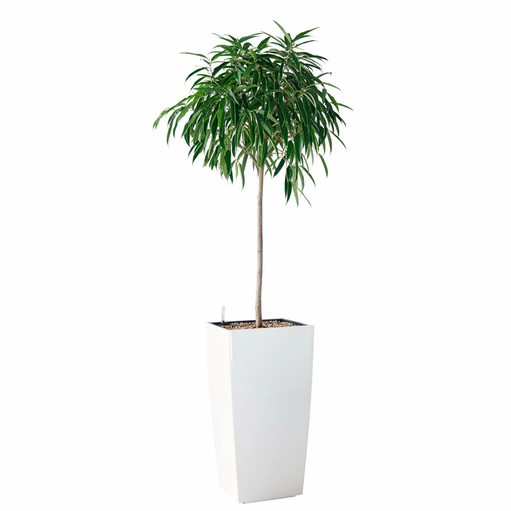 My City Plants Ficus Alli Cubico 40 - White 3 My City Plants Ficus Alli Cubico 40 - White
