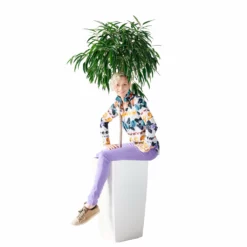 My City Plants Ficus Alli Cubico 40 - White