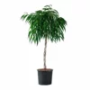 My City Plants Ficus Alli In 14" Nursery Pot 1 My City Plants Ficus Alli In 14" Nursery Pot