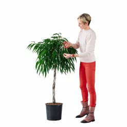 My City Plants Ficus Alli In 14" Nursery Pot