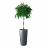 My City Plants Ficus Alli Rondo 40 - Charcoal Metallic