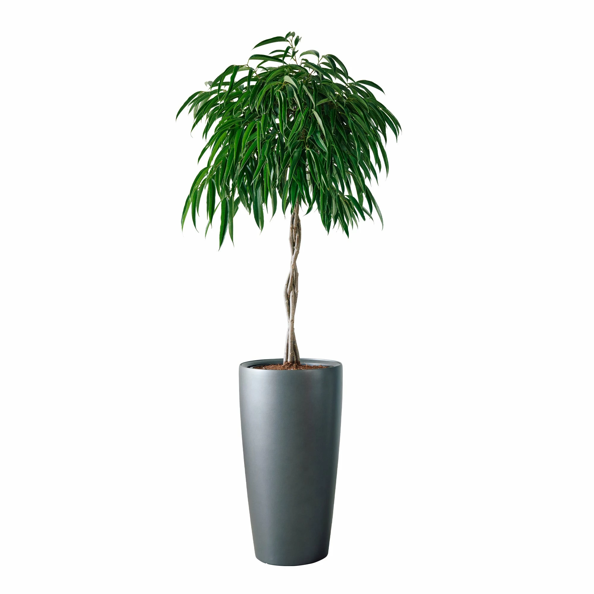 My City Plants Ficus Alli Rondo 40 - Charcoal Metallic 3 My City Plants Ficus Alli Rondo 40 - Charcoal Metallic