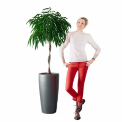 My City Plants Ficus Alli Rondo 40 - Charcoal Metallic
