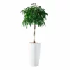 My City Plants Ficus Alli Rondo 40 - White 2 My City Plants Ficus Alli Rondo 40 - White