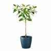 My City Plants Ficus Altissima Classico 50 - Charcoal Metallic Extra Large Plants 5' - 8' 2 My City Plants Ficus Altissima Classico 50 - Charcoal Metallic Extra Large Plants 5' - 8'