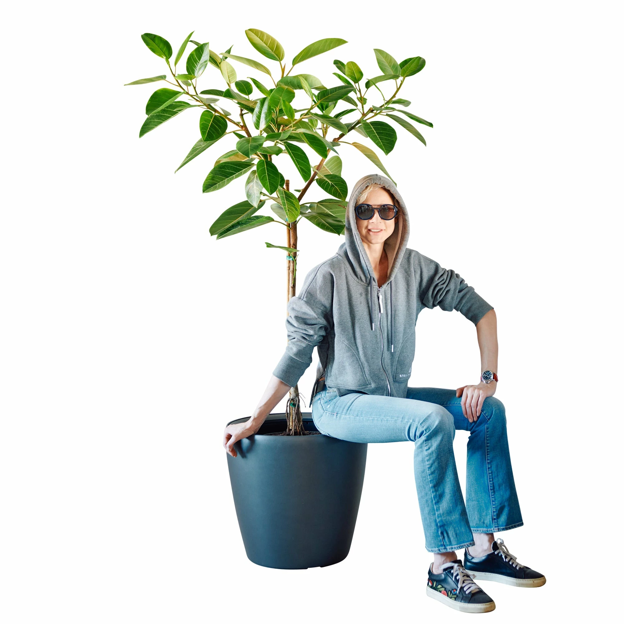 My City Plants Ficus Altissima Classico 50 - Charcoal Metallic Extra Large Plants 5' - 8' 4 My City Plants Ficus Altissima Classico 50 - Charcoal Metallic Extra Large Plants 5' - 8'
