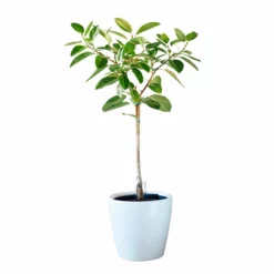 My City Plants Extra Large Plants 5' - 8' Ficus Altissima Classico 50 - White