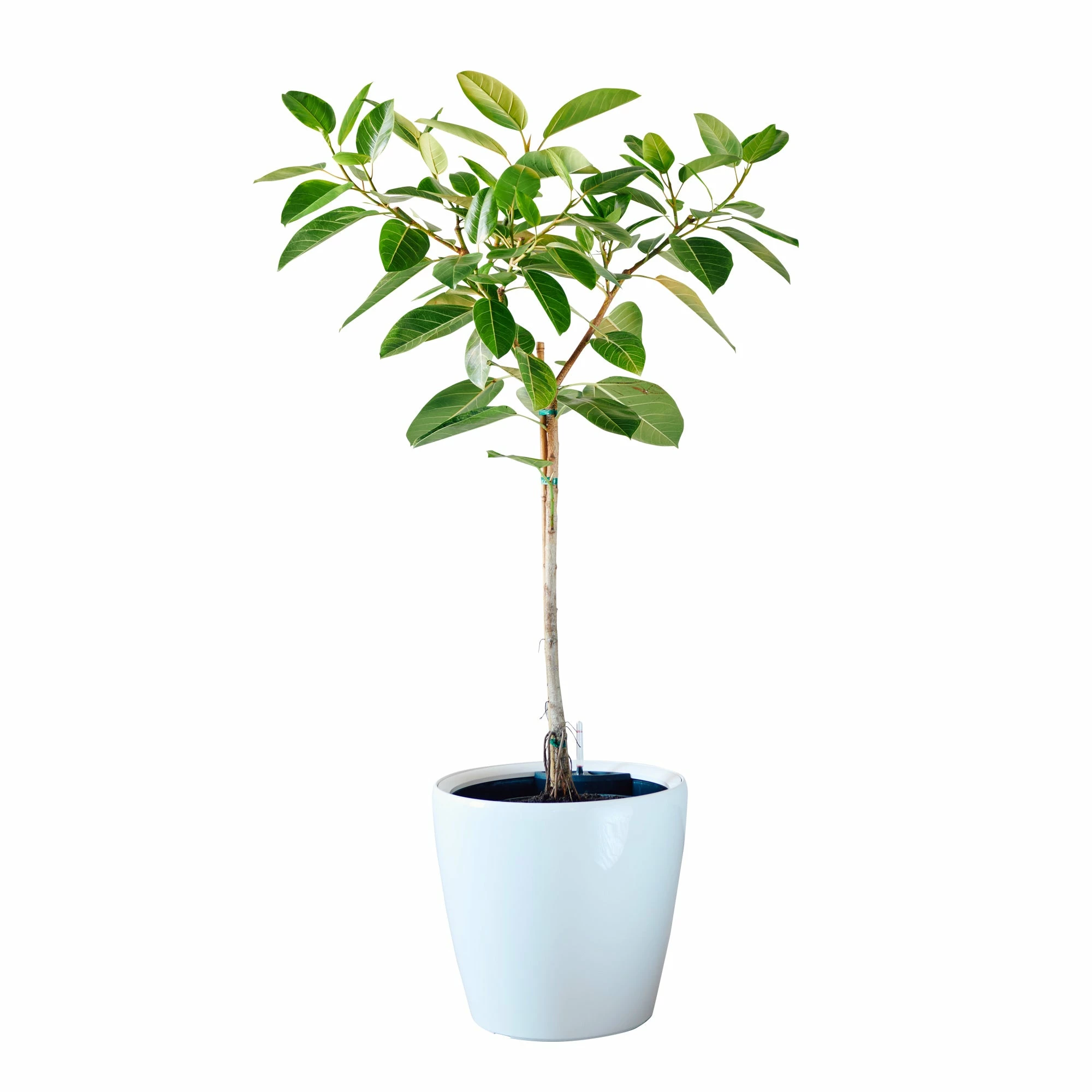 My City Plants Extra Large Plants 5' - 8' Ficus Altissima Classico 50 - White 4 My City Plants Extra Large Plants 5' - 8' Ficus Altissima Classico 50 - White