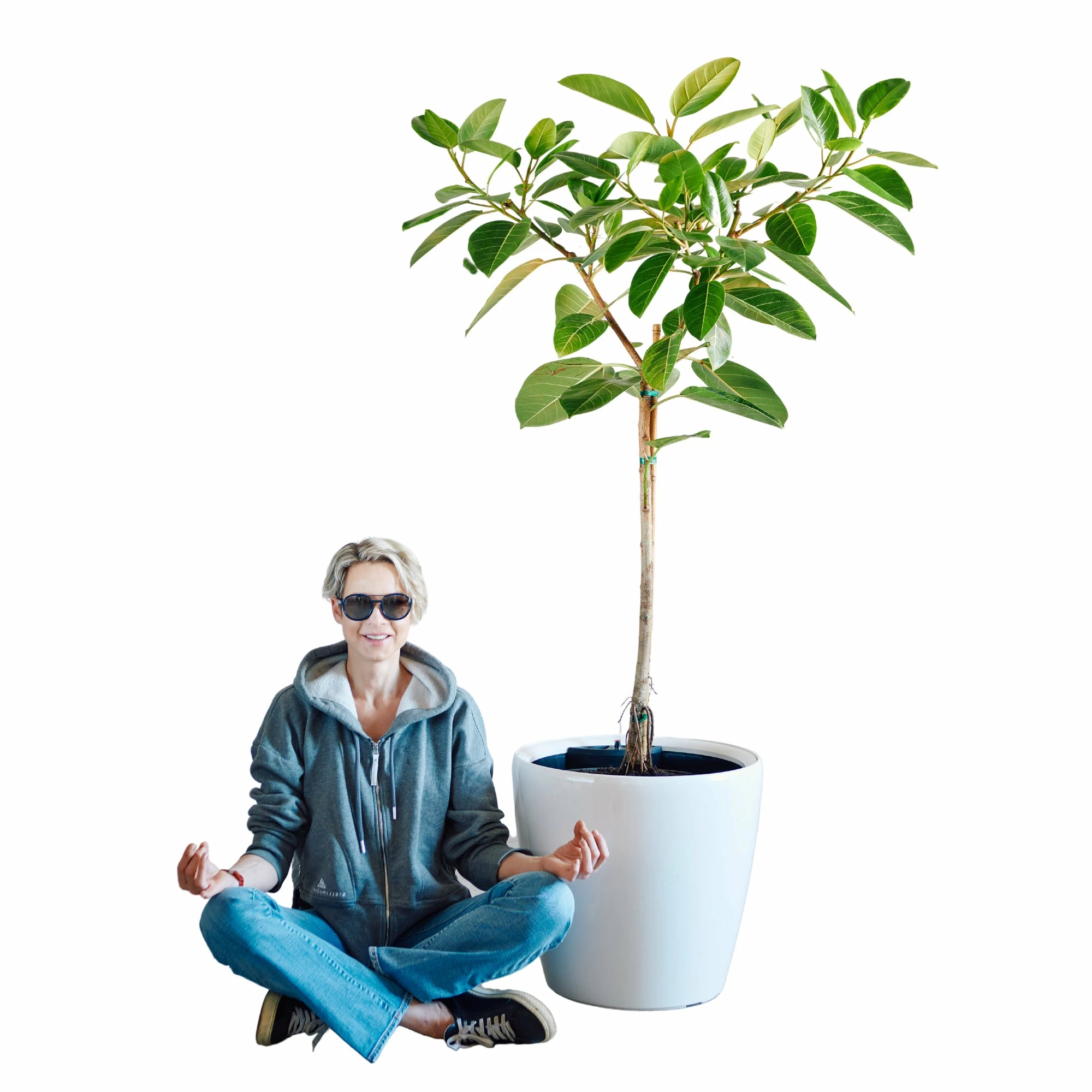My City Plants Extra Large Plants 5' - 8' Ficus Altissima Classico 50 - White 3 My City Plants Extra Large Plants 5' - 8' Ficus Altissima Classico 50 - White