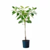 My City Plants Ficus Altissima In 14" Nursery Pot
