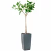 My City Plants Extra Large Plants 5' - 8' Ficus Altissima Cubico 40 - Charcoal Metallic 1 My City Plants Extra Large Plants 5' - 8' Ficus Altissima Cubico 40 - Charcoal Metallic
