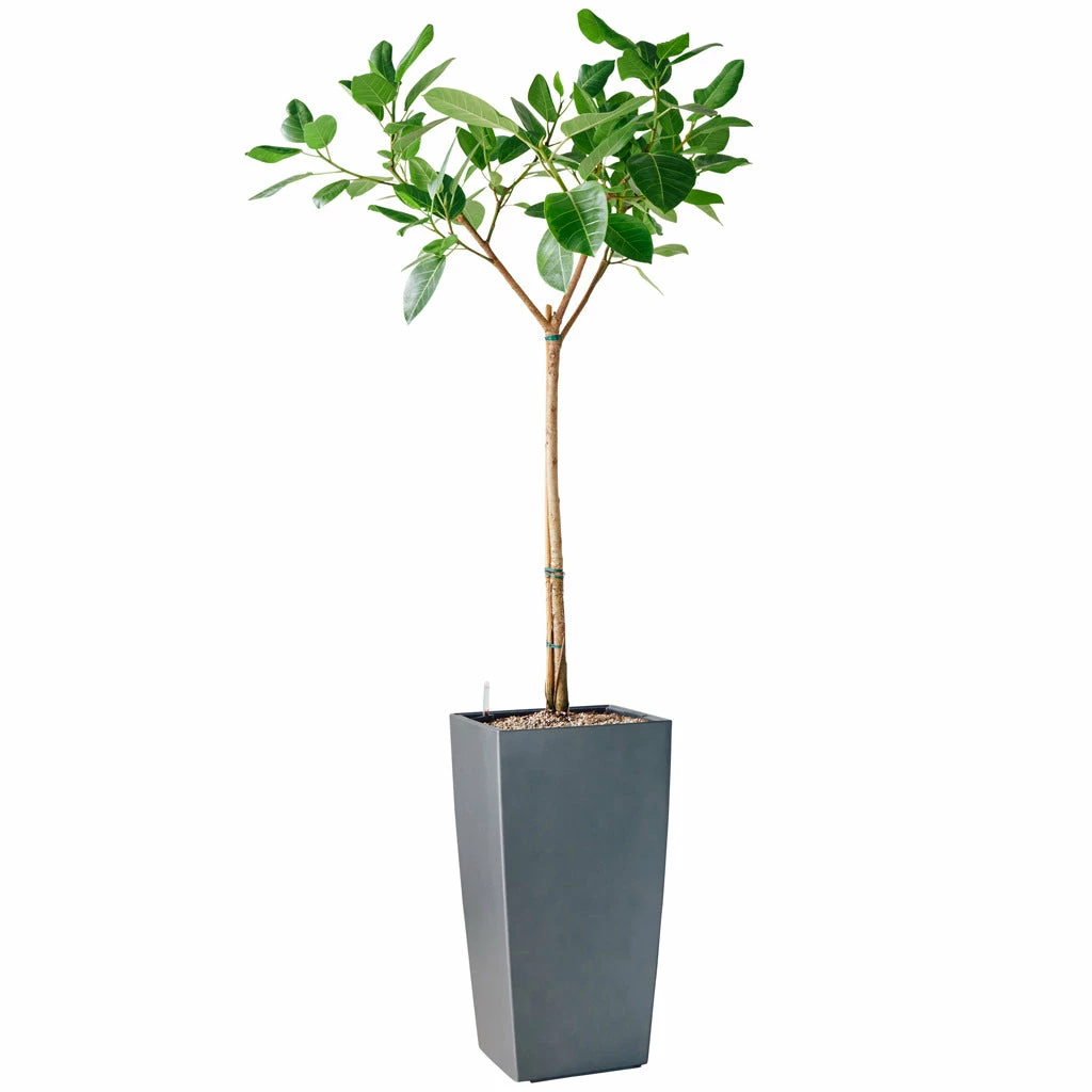 My City Plants Extra Large Plants 5' - 8' Ficus Altissima Cubico 40 - Charcoal Metallic 3 My City Plants Extra Large Plants 5' - 8' Ficus Altissima Cubico 40 - Charcoal Metallic