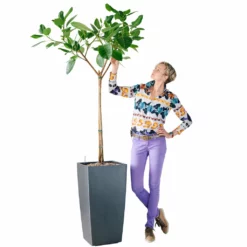 My City Plants Extra Large Plants 5' - 8' Ficus Altissima Cubico 40 - Charcoal Metallic