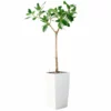 My City Plants Extra Large Plants 5' - 8' Ficus Altissima Cubico 40 - White
